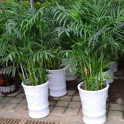 合肥綠植租擺淺析：去污的(de)植物(wù)類型